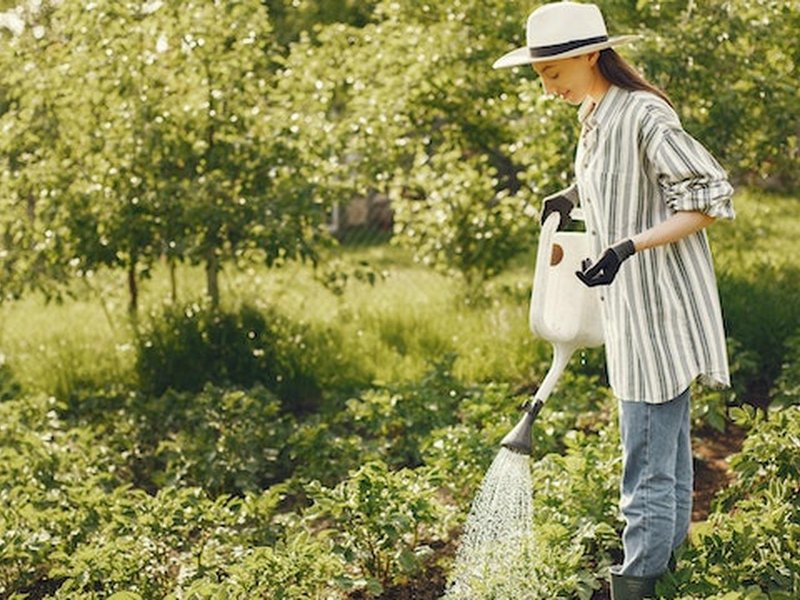 De geheimen van tuinherinrichting met vaste planten tot siergrassen